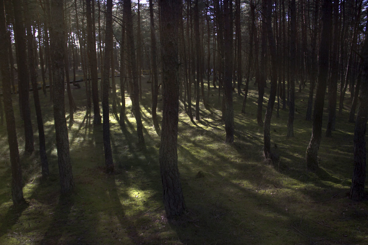 В лесу - Elena Ignatova