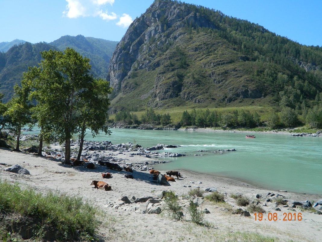 Катунь возле Ороктойского моста - Екатерина Филиппович Катунь возле Ороктойского моста - Екатерина Филиппович