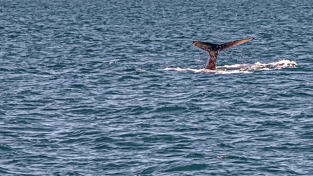 Iceland 07-2016 whales watching  4 - Arturs Ancans