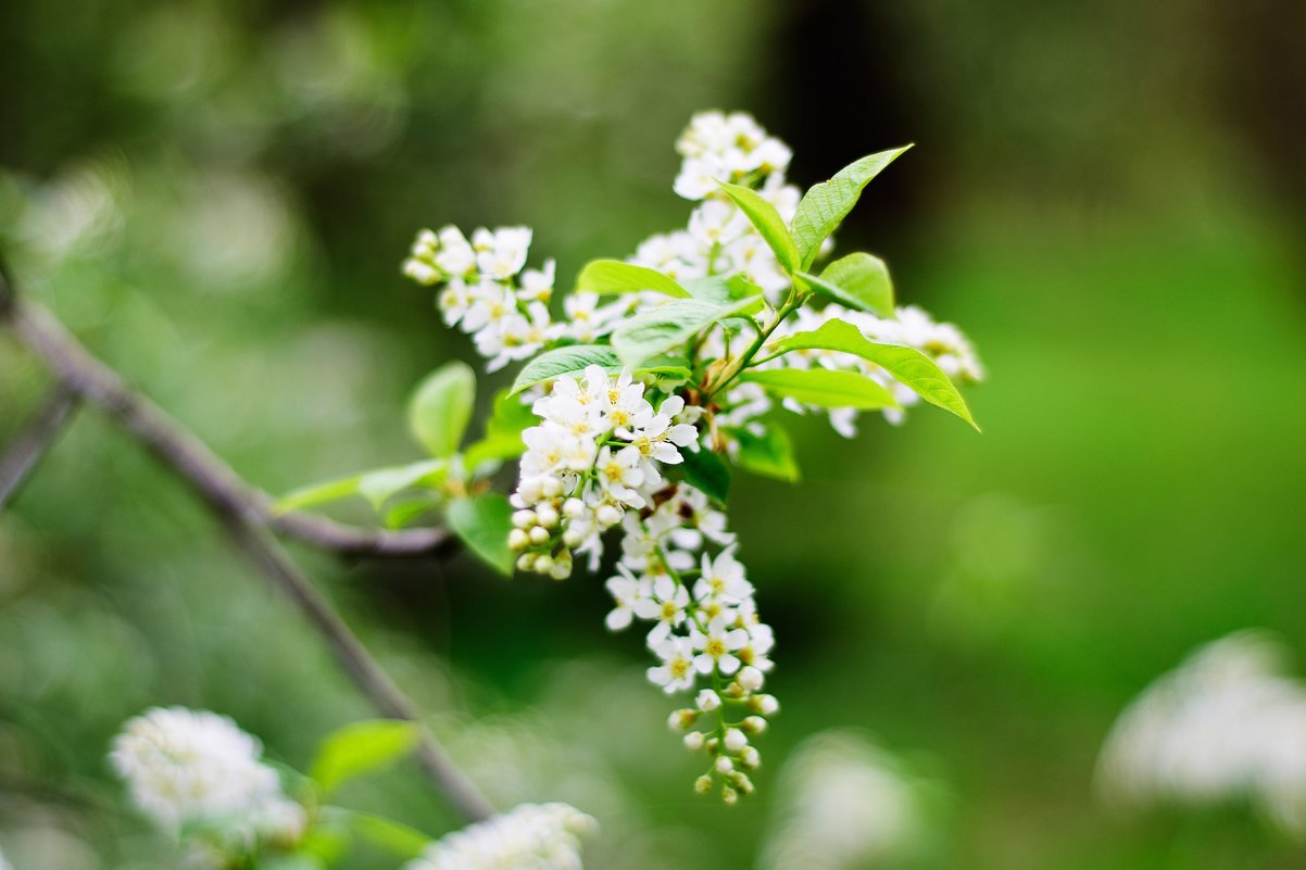 После дождя - Дарья Семёнова