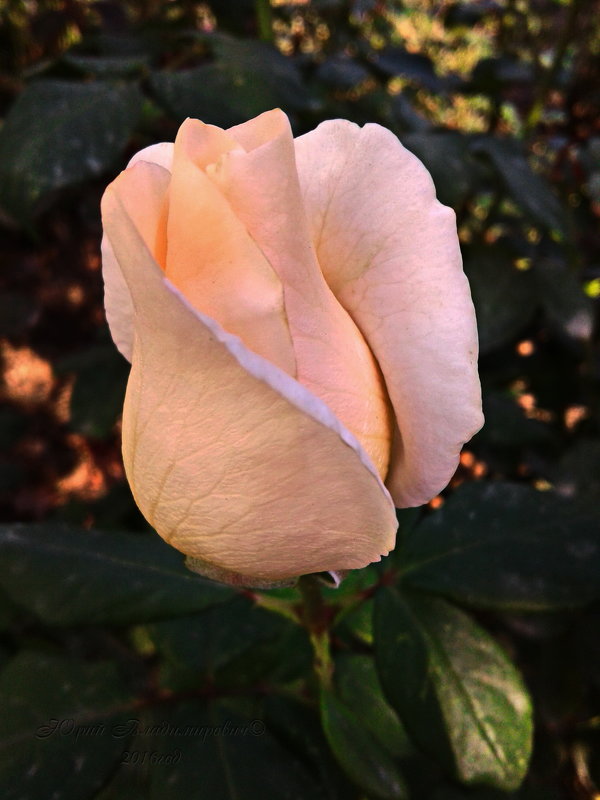 *** - Юрий Владимирович