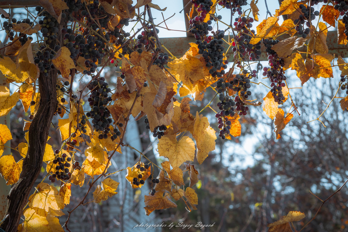 виноград - Sergey Bagach
