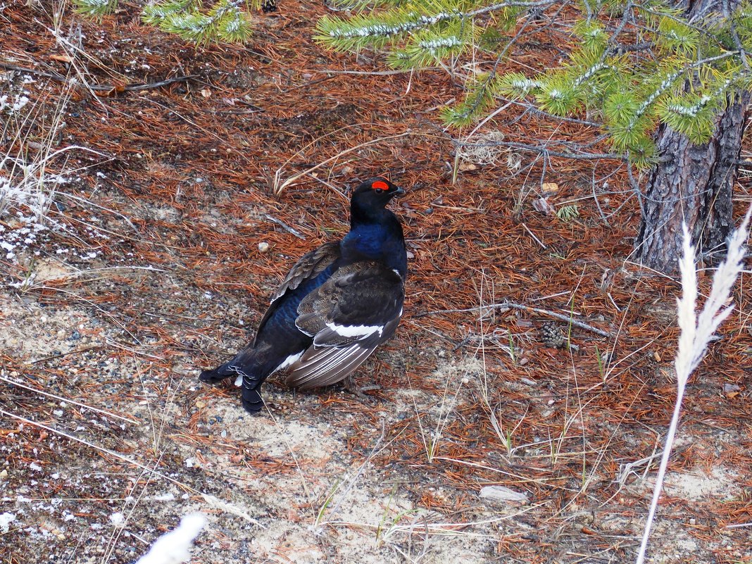 Тетерев - Леонид Чащин Тетерев - Леонид Чащин