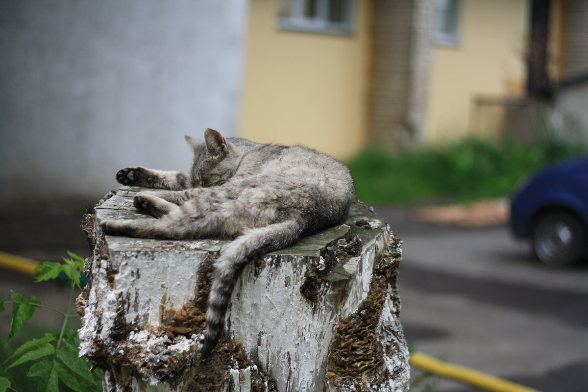 без кота и жизнь не та... - Наталья Сазонова