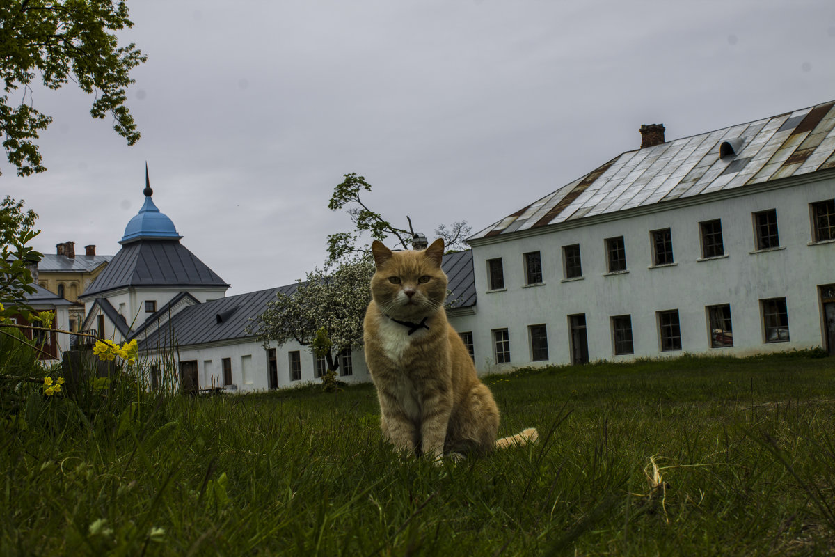 Кот с острова Коневец - Алексей Горский