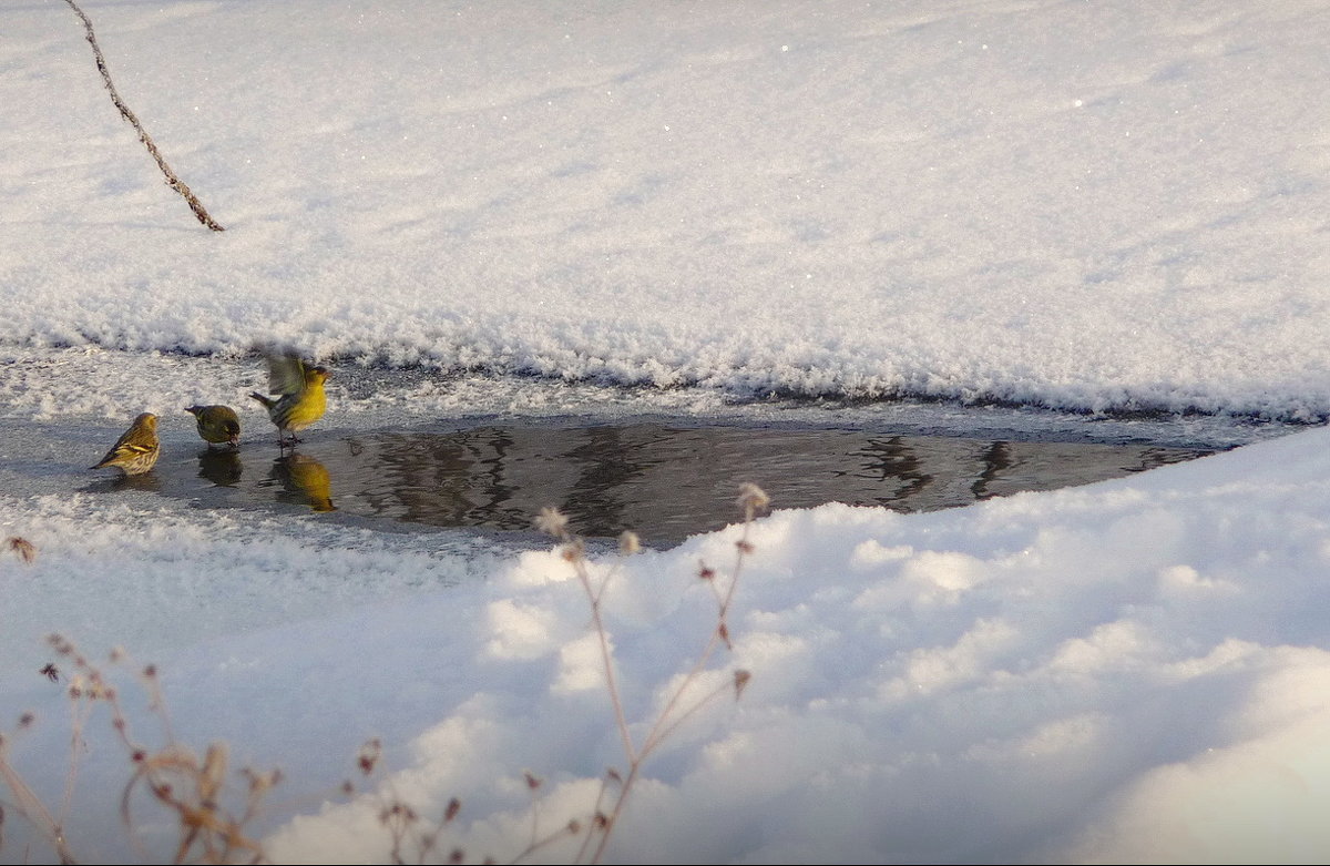 Чижик, чижик ...воду пьёт! - Владимир Шошин