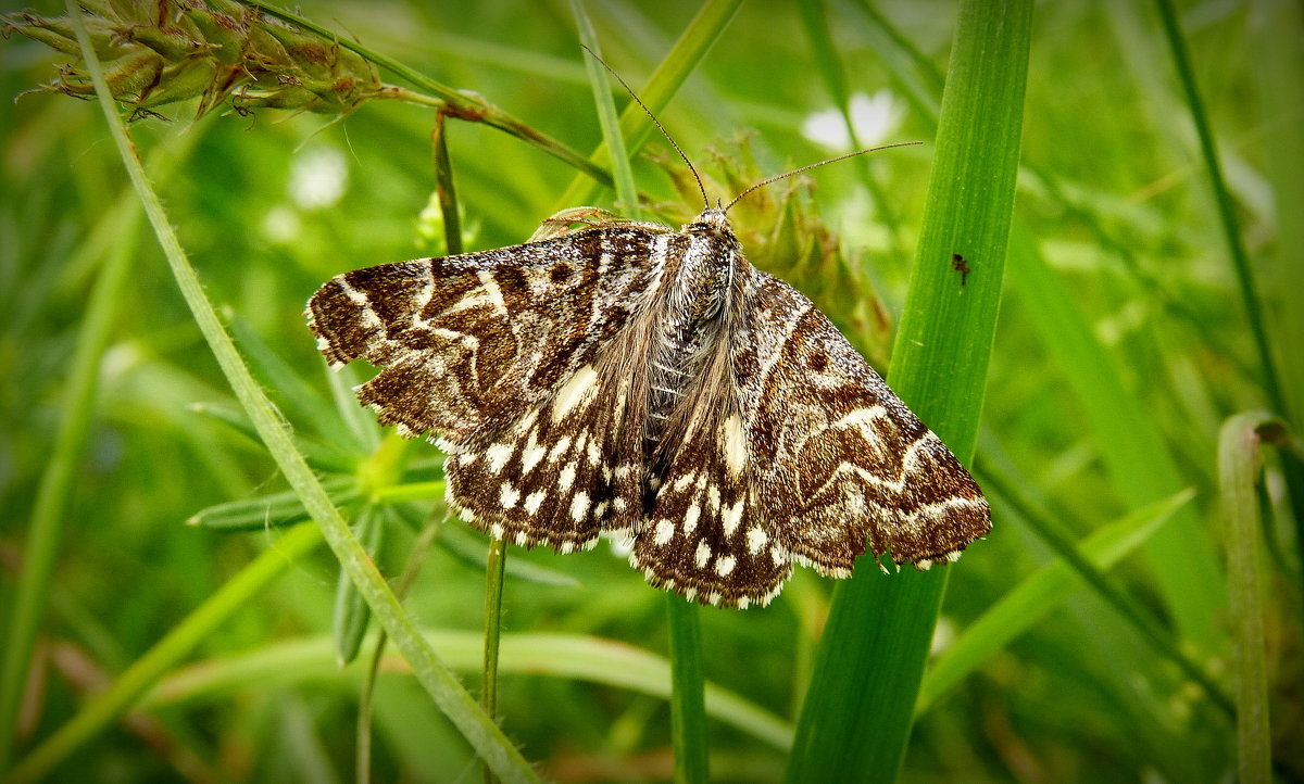 ночной летун - Александр Прокудин ночной летун - Александр Прокудин