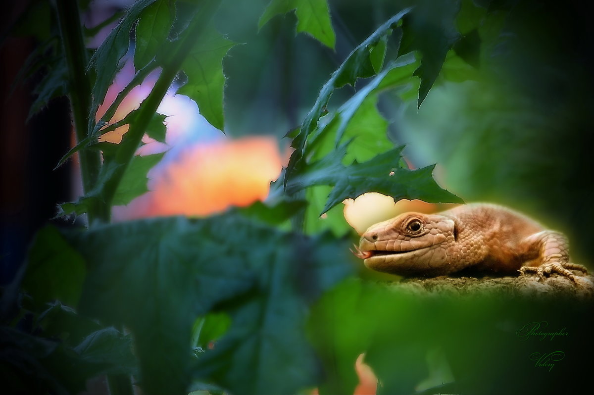 Как прекрасен мир - Валерий Лазарев Как прекрасен мир - Валерий Лазарев
