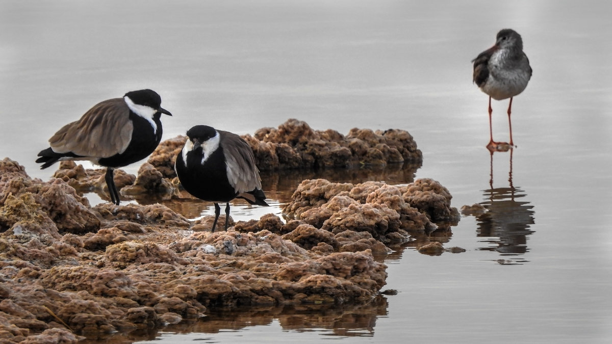 осеним утром - svabboy photo