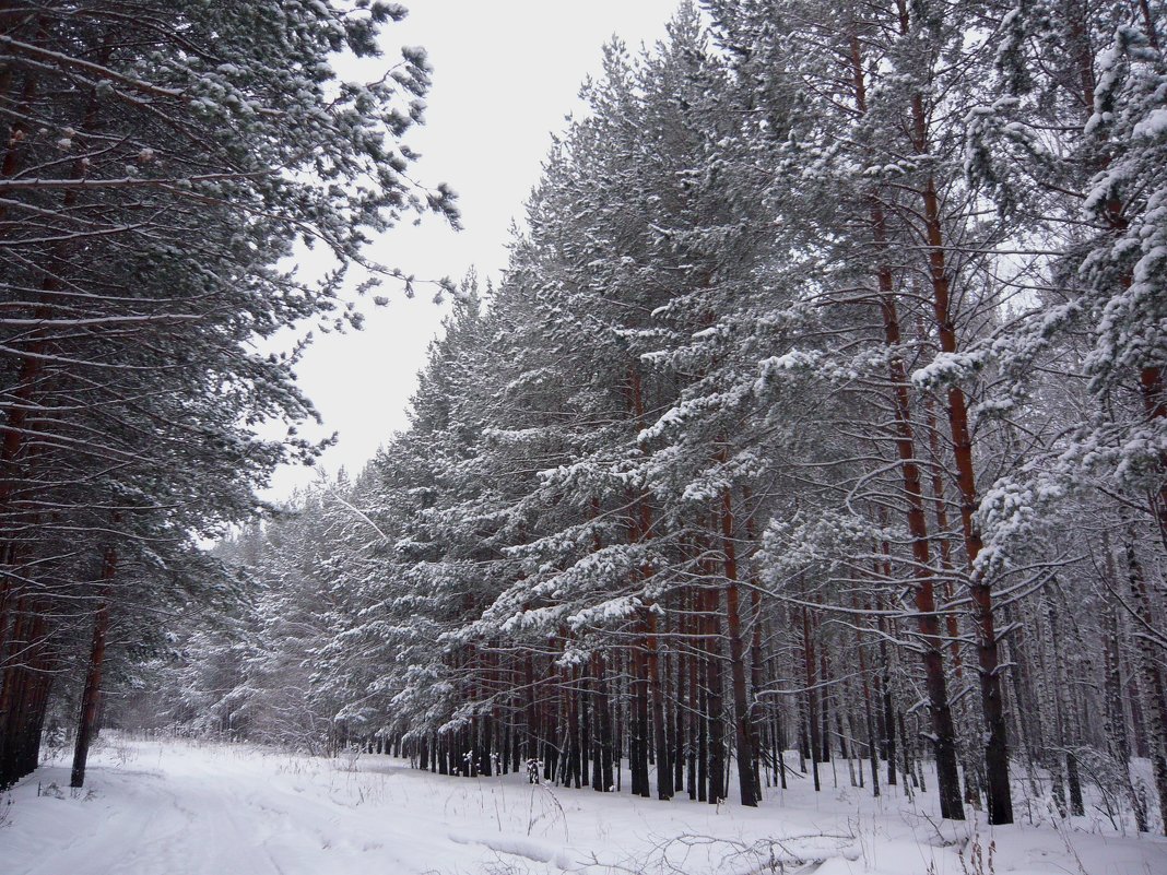 "Отражение зимы" - Оксана Волченкова "Отражение зимы" - Оксана Волченкова