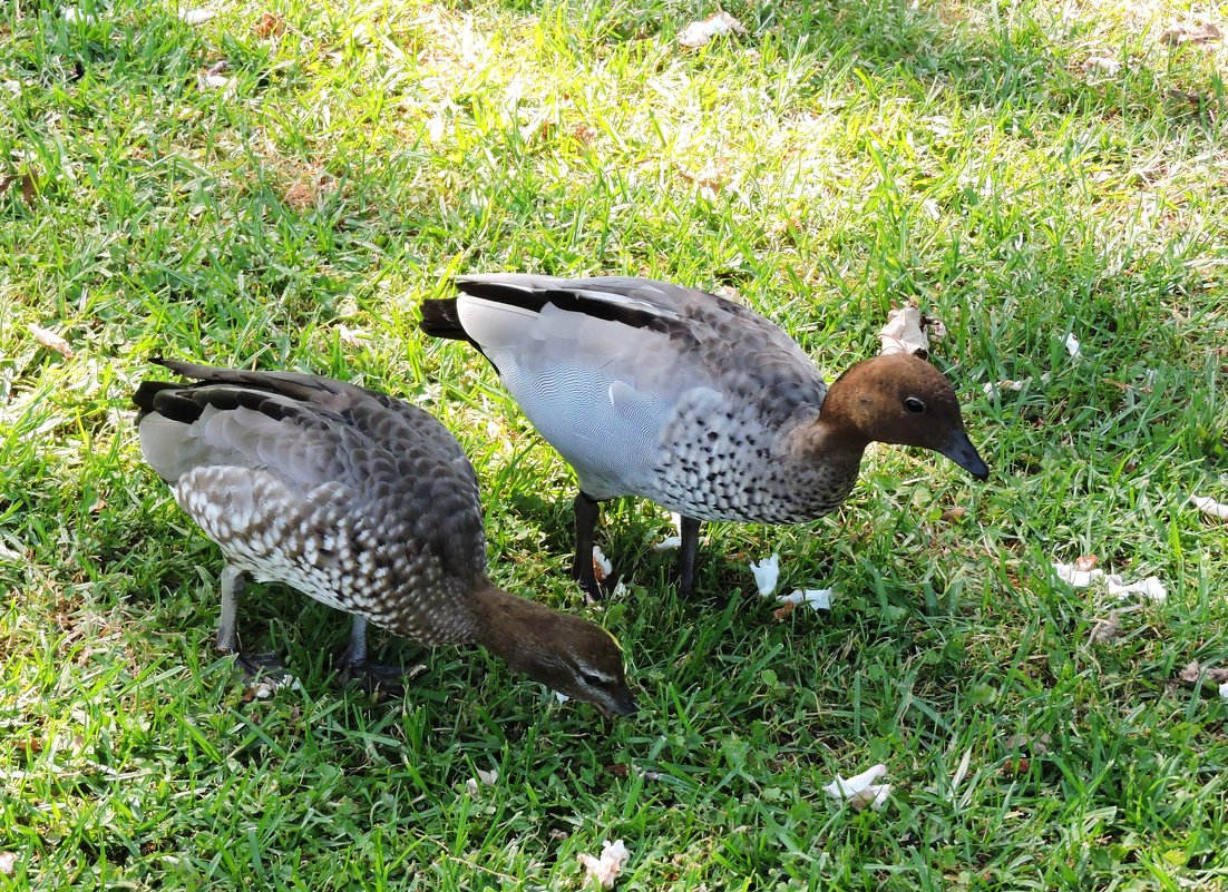 Australian Wood Duck - чудинова ольга 