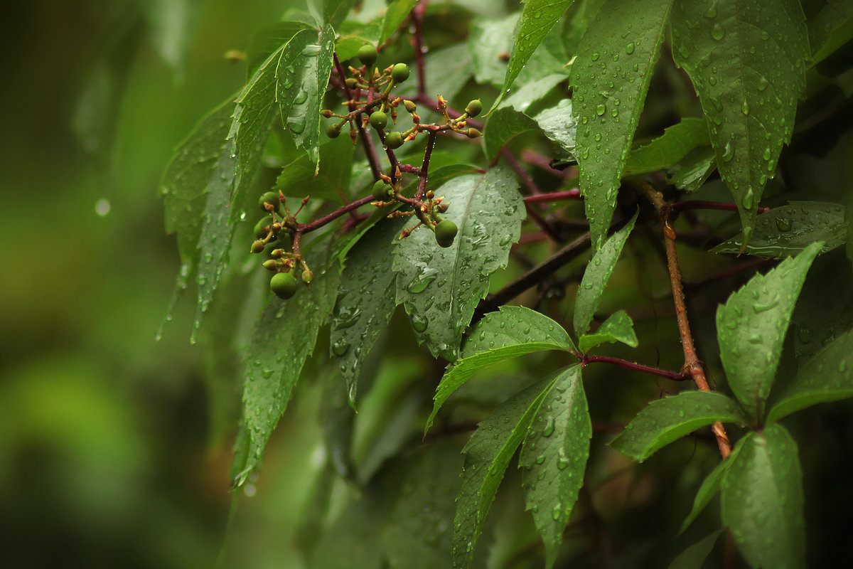 Summer Rain - Michael Suokas