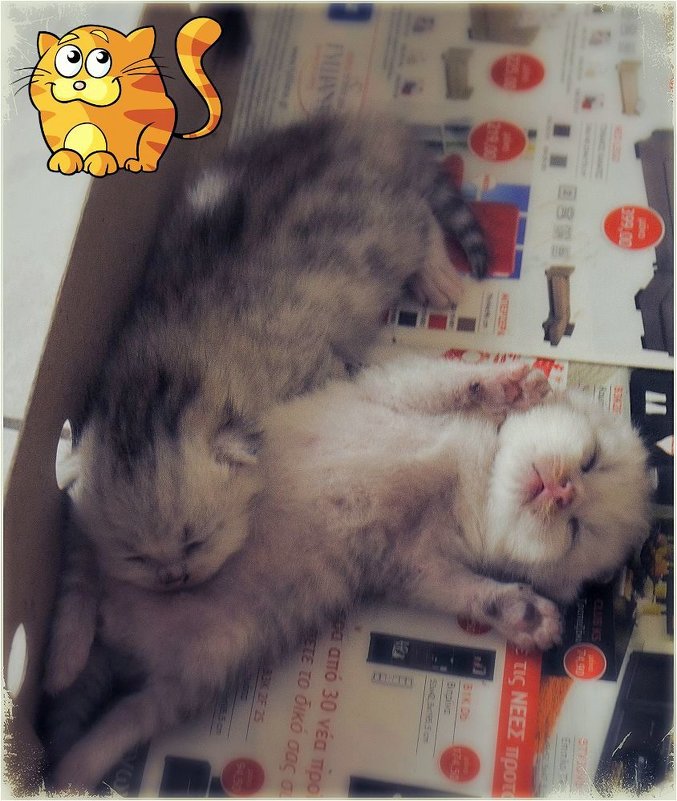 Спят милахи. - Оля Богданович