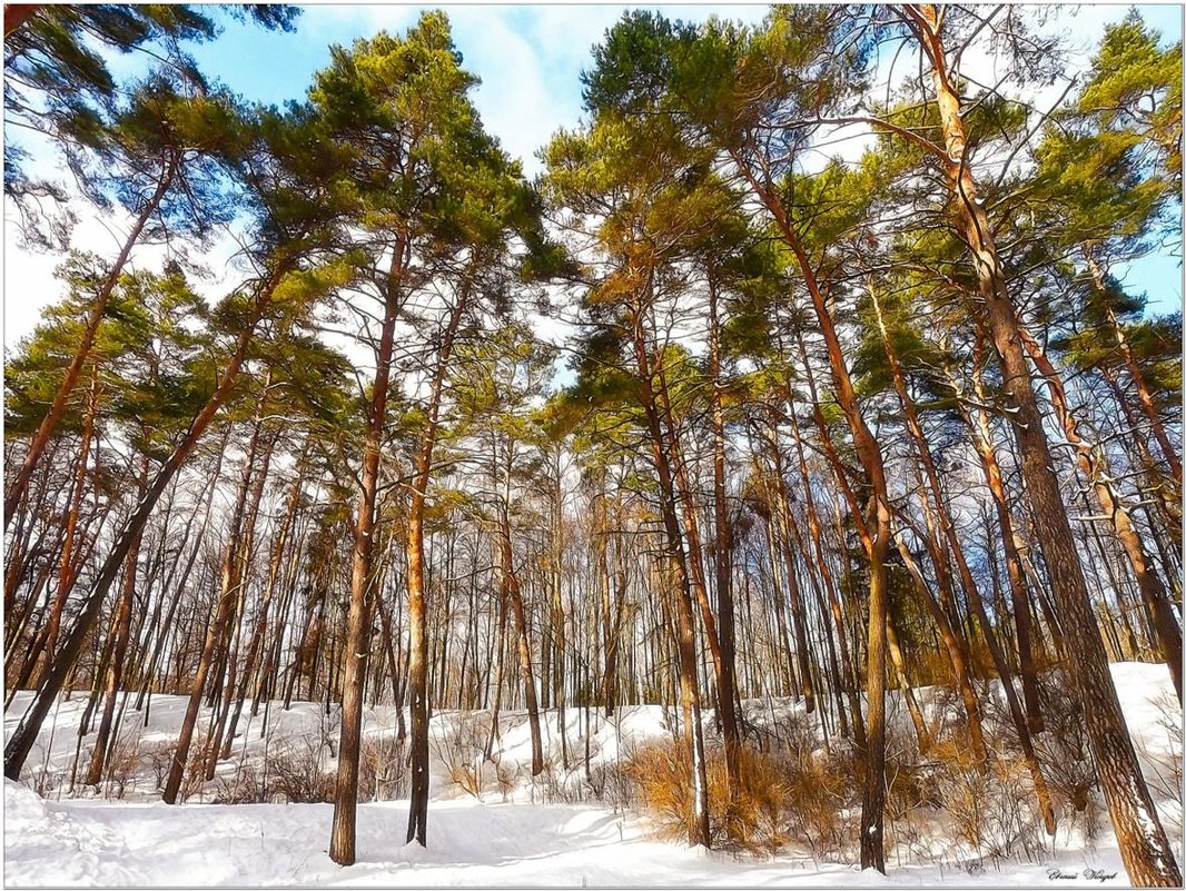 За окном уже последний зимний месяц… - Евгений Кочуров