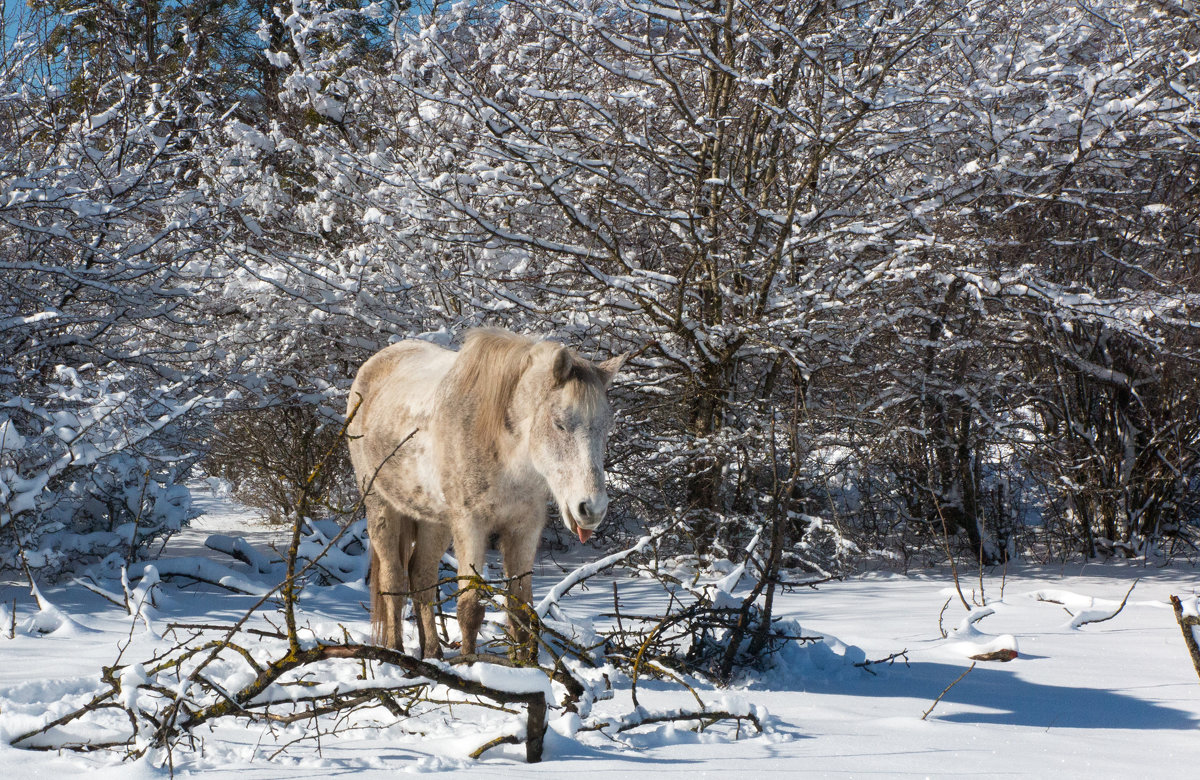 Сена, сена дай скорей - Нина Сигаева