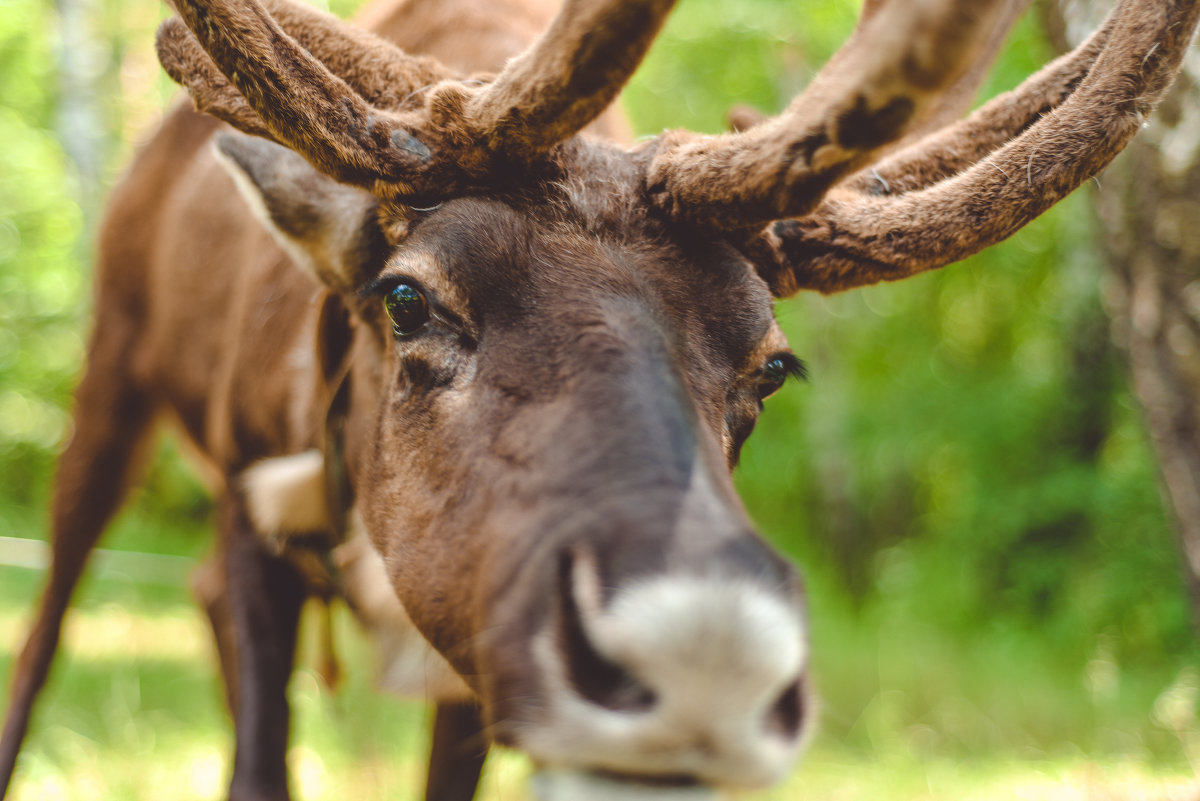 Ягель есть?! - Ирина Шиа Ягель есть?! - Ирина Шиа