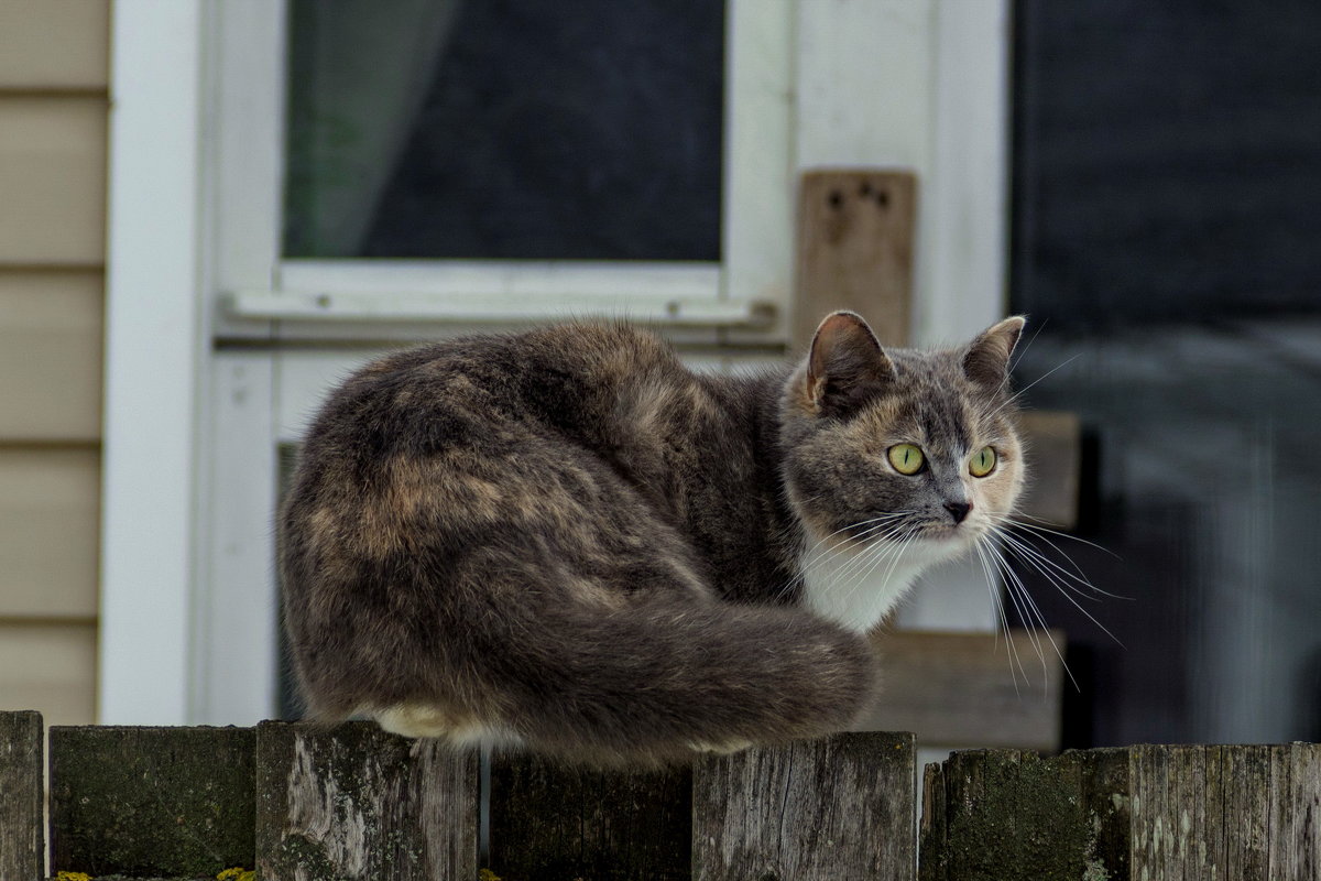 В ожидании солнышка. - Анатолий. Chesnavik. В ожидании солнышка. - Анатолий. Chesnavik.