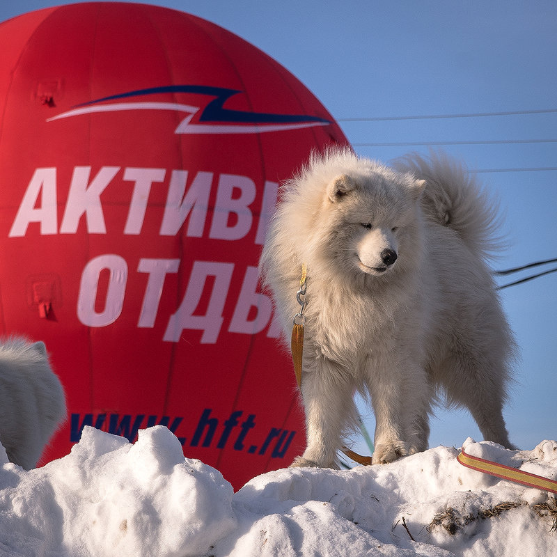 2.Фотосюжет. Активное семейство - Аркадий Пазовский