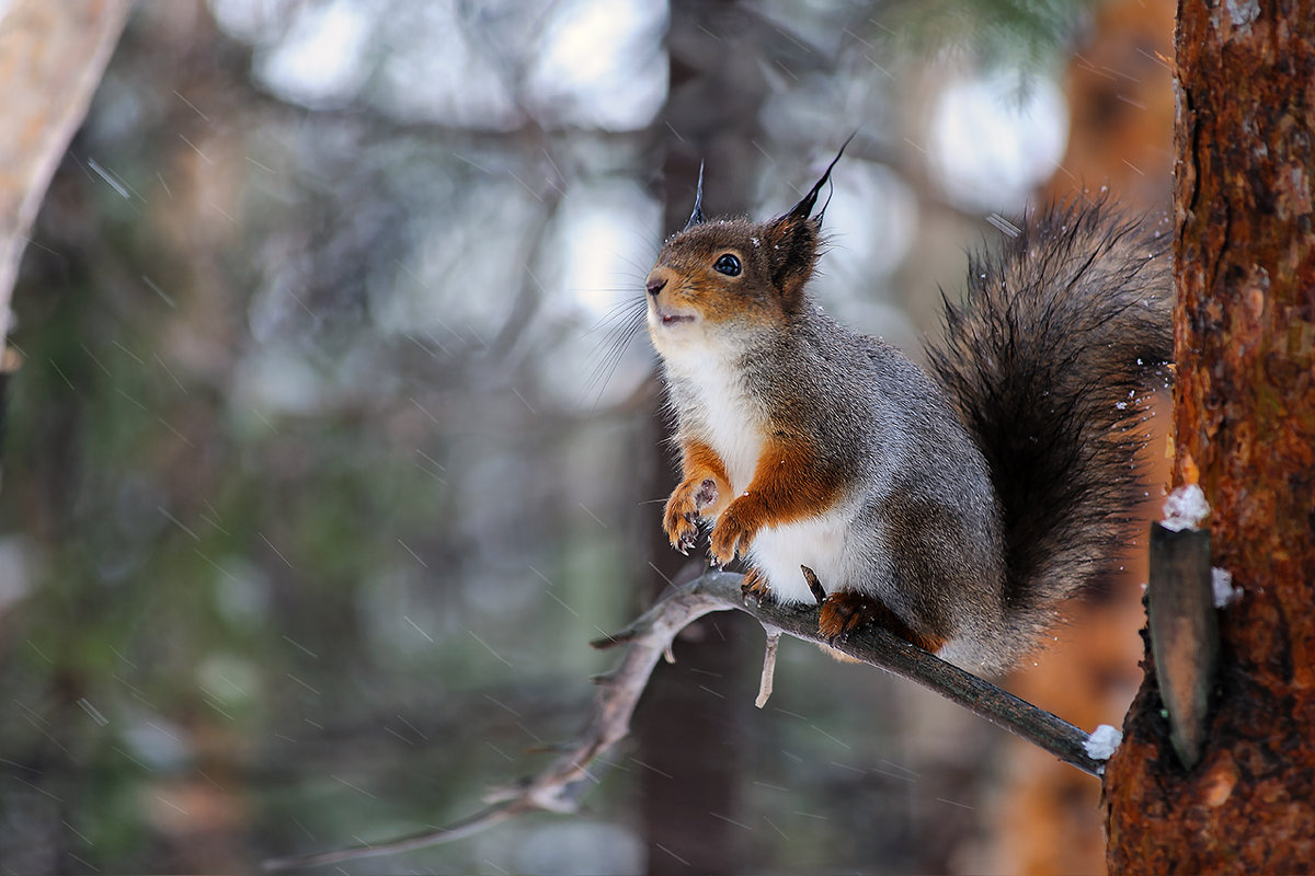 За мгновение до прыжка - Игорь Чубаров За мгновение до прыжка - Игорь Чубаров