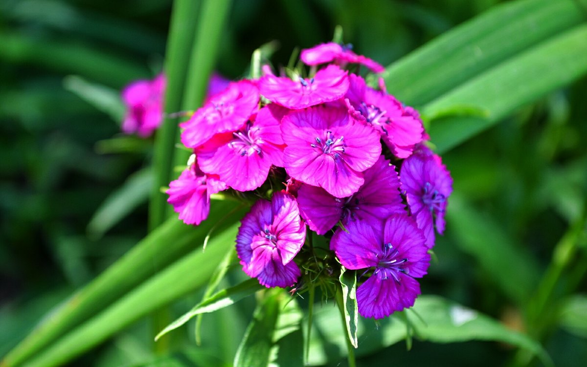 Про цветы - Милешкин Владимир Алексеевич Про цветы - Милешкин Владимир Алексеевич