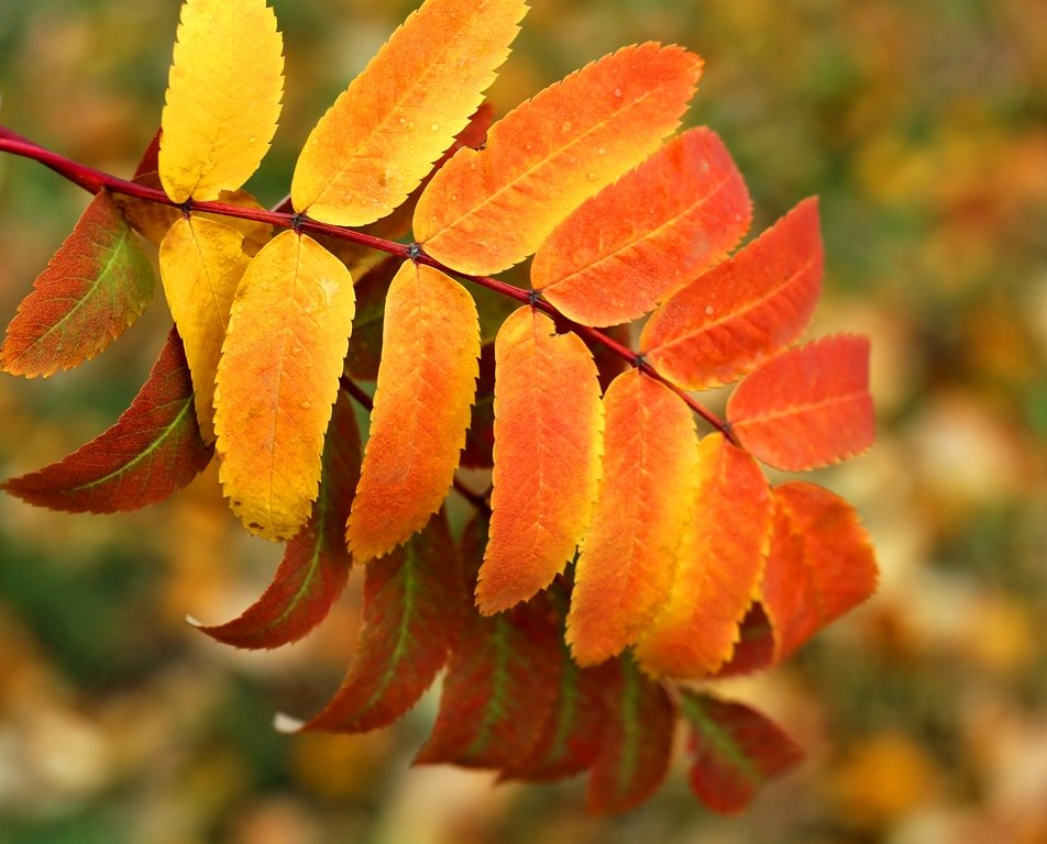яркие краски осени - Горкун Ольга Николаевна яркие краски осени - Горкун Ольга Николаевна