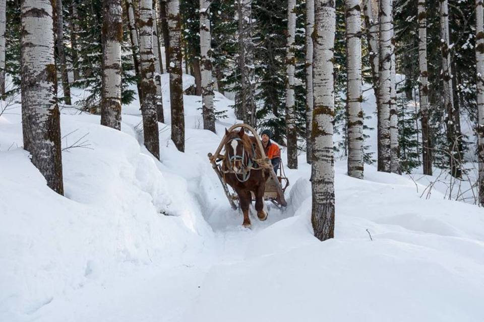 Красноярский край - Tata Wolf