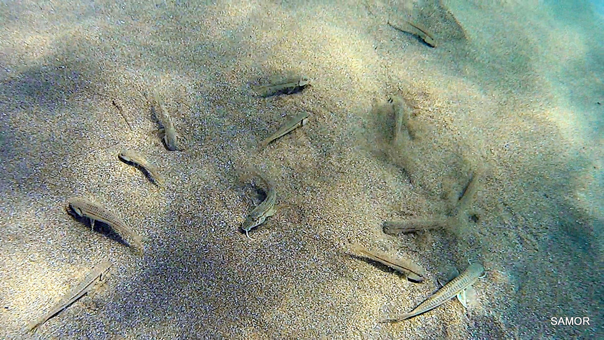 Рыбка - Валерий Самородов Рыбка - Валерий Самородов