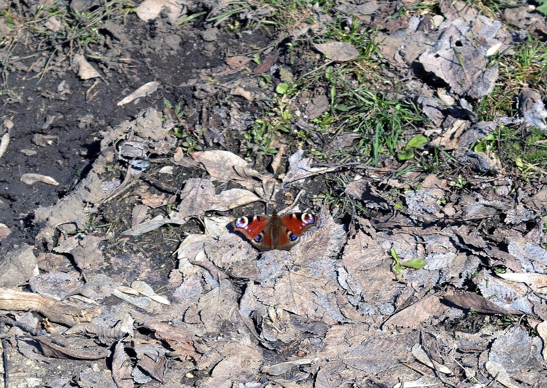 Апрель. Первая бабочка - Татьяна Носова Апрель. Первая бабочка - Татьяна Носова