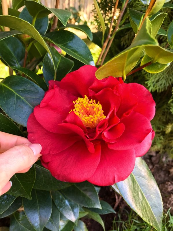 Камелия - Наталья Александрова