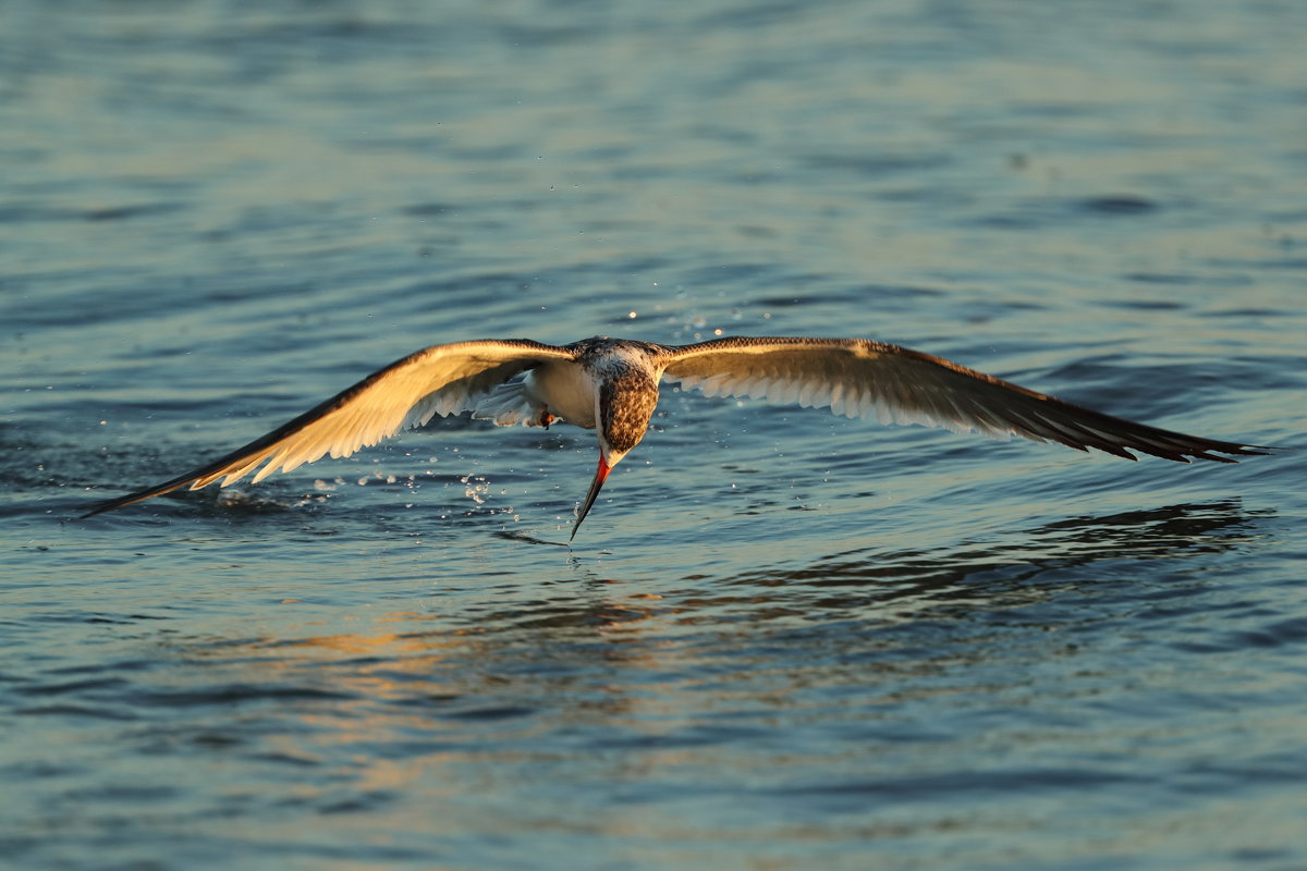 Black Skimmer - Naum 