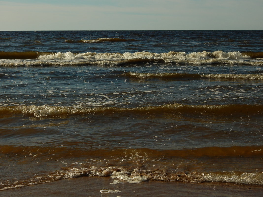 Финский залив - linnud 