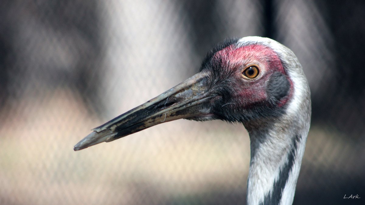 4120 - Аркадий Лаптенко