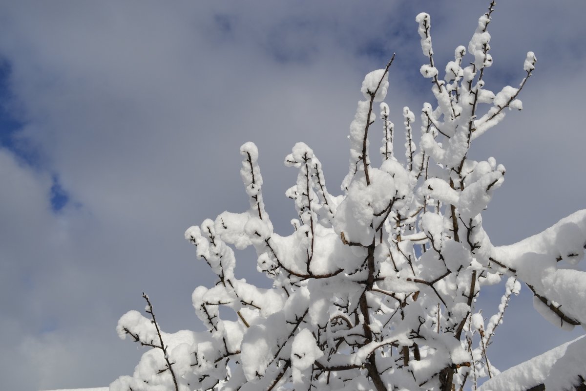 Яблоня цветет на Алтае! - Tatiana Lesnykh Лесных Яблоня цветет на Алтае! - Tatiana Lesnykh Лесных