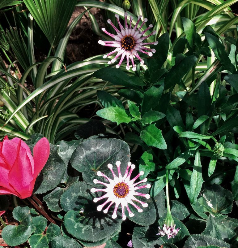 Цветы - Alexander Dementev