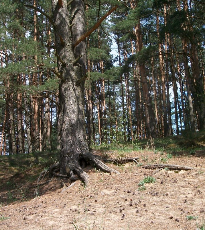 На солнечном пригорке - Галина Бобкина