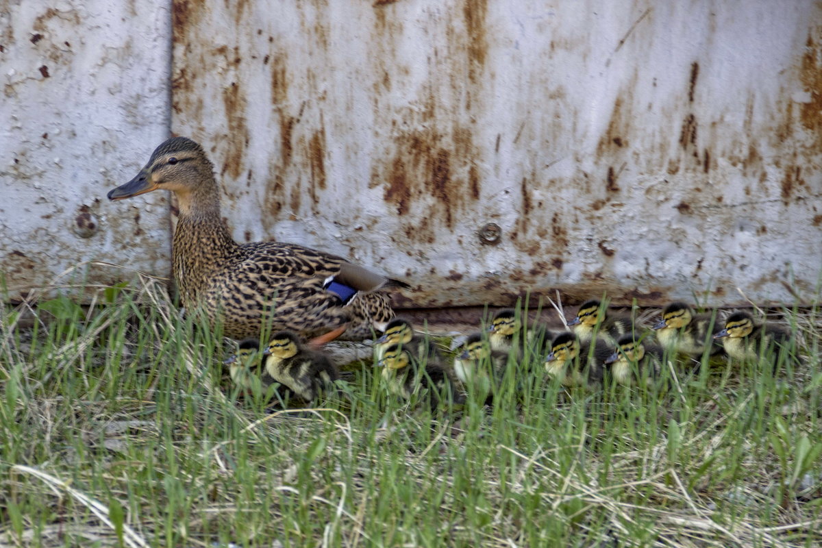 Семейка. - Анатолий. Chesnavik. Семейка. - Анатолий. Chesnavik.