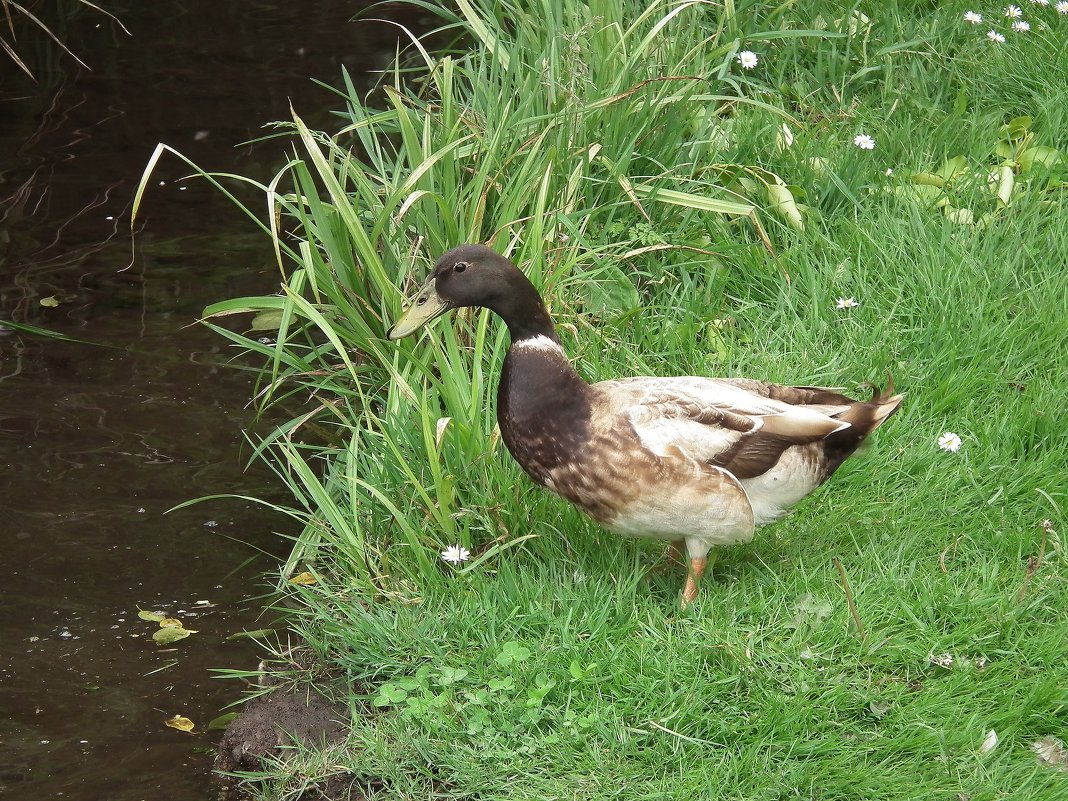 Уточка - Natalia Harries Уточка - Natalia Harries