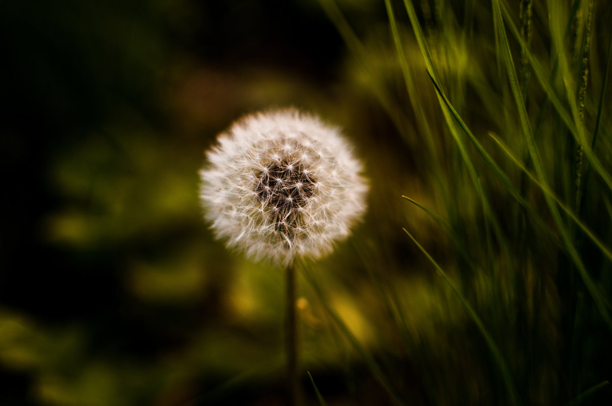 Dandelion - Виталий Шевченко