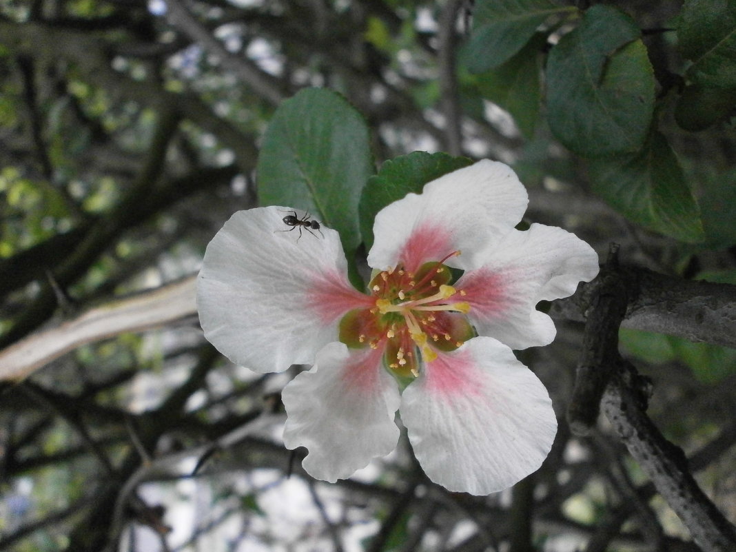 Муравьишка - Алёна Савина Муравьишка - Алёна Савина