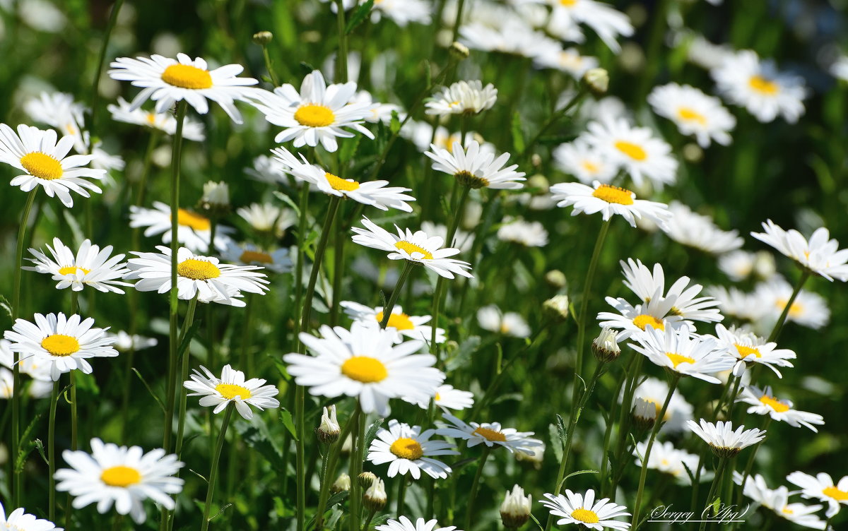 Ромашковый этюд. - Sergey (Apg)