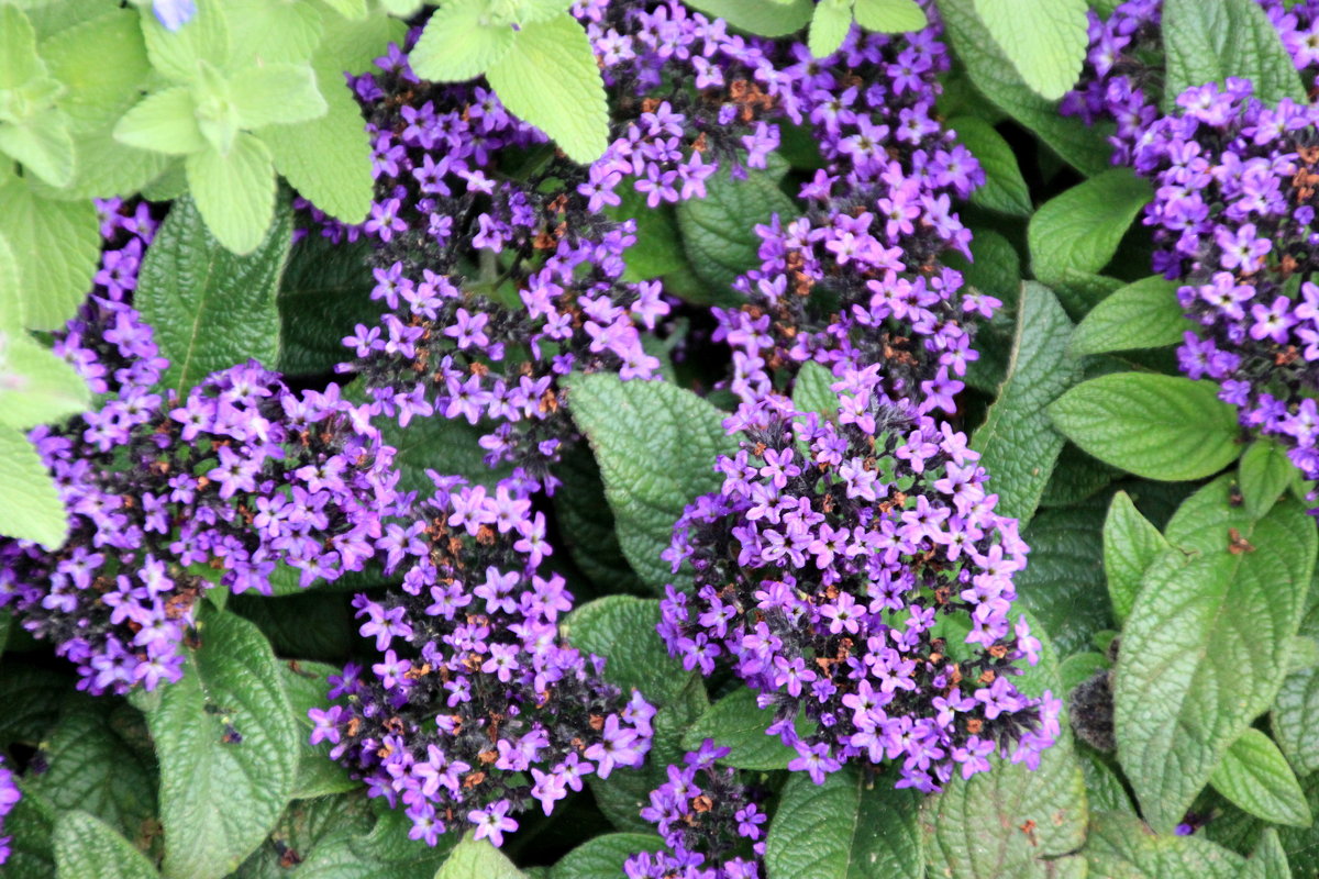 ... - Olga ... - Olga