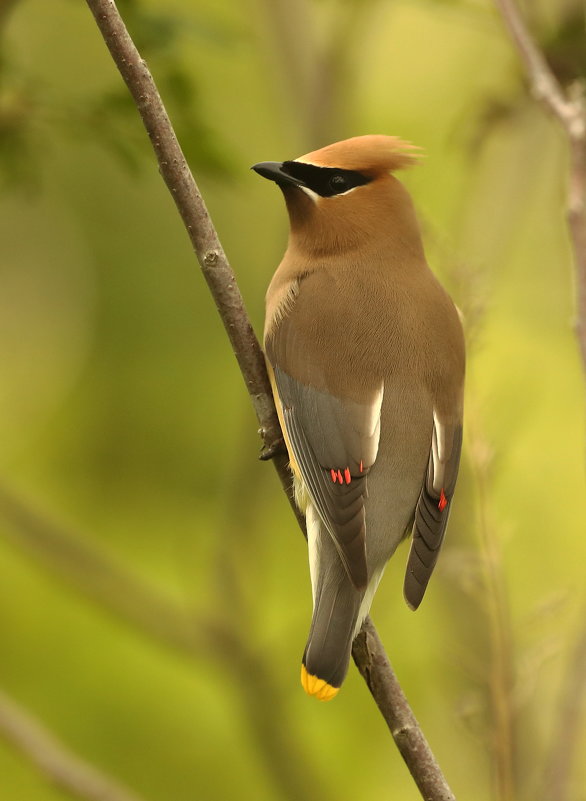 Cedar waxwing - Naum 