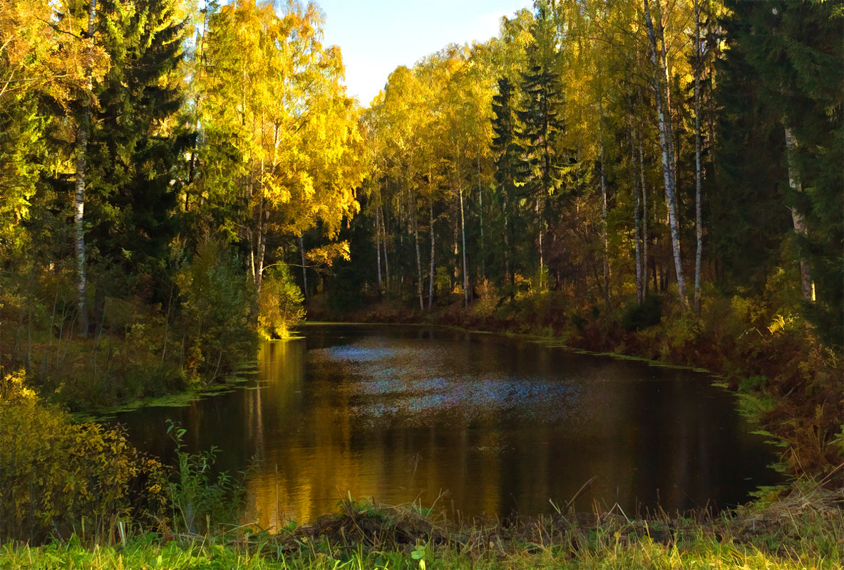 * - Алексей Герасимов