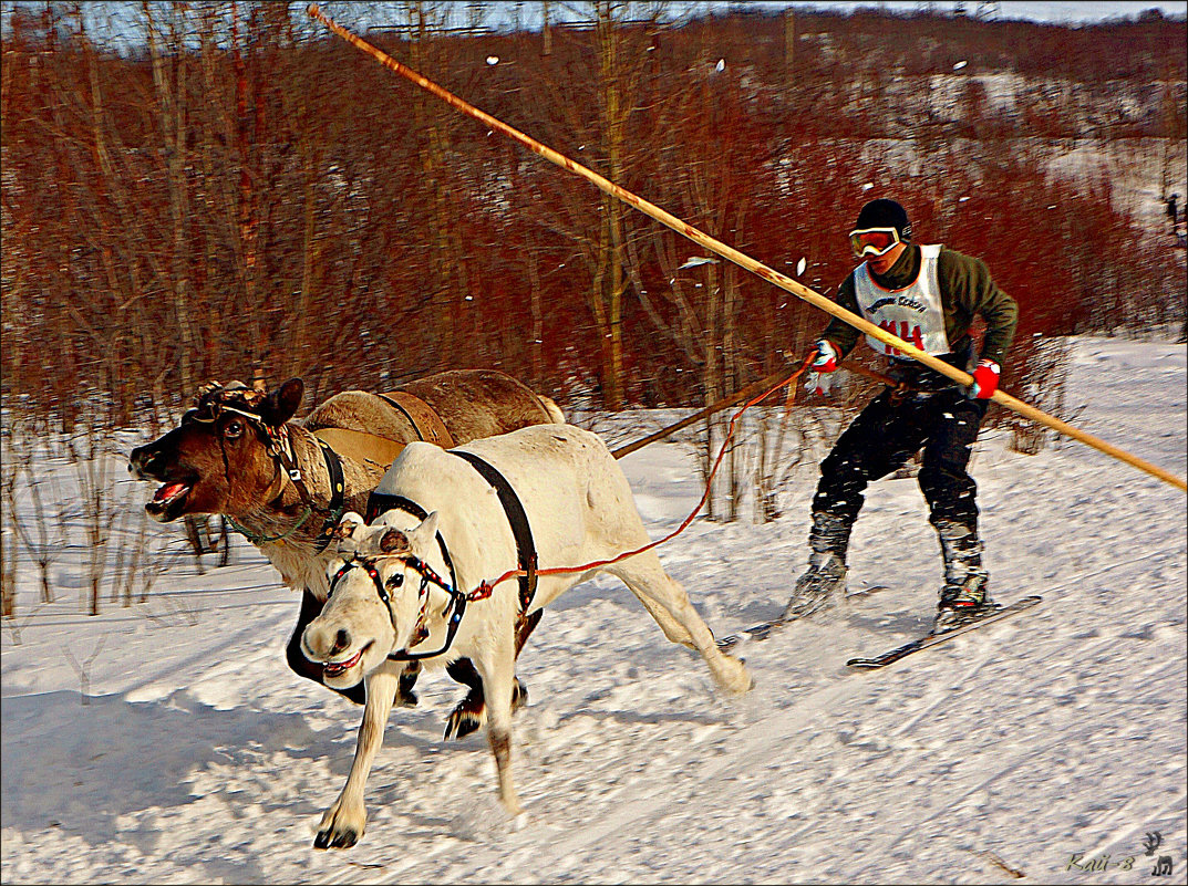 Весёлые олени... - Кай-8 (Ярослав) Забелин