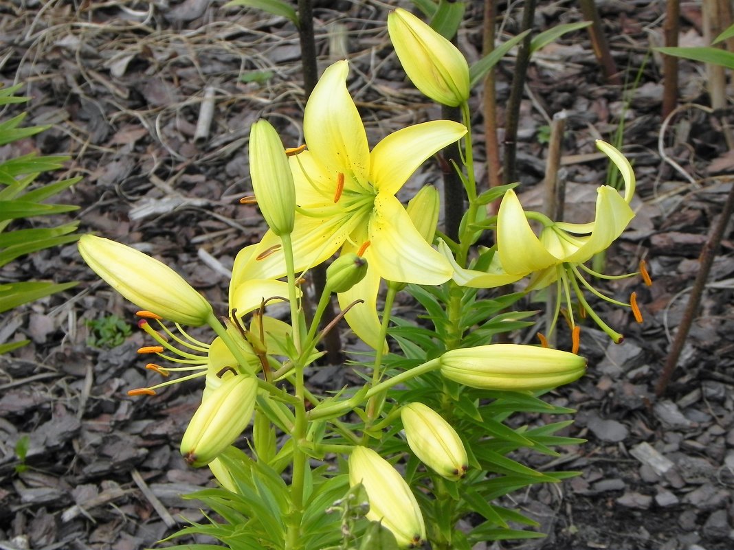 Лилия - Ольга Романова