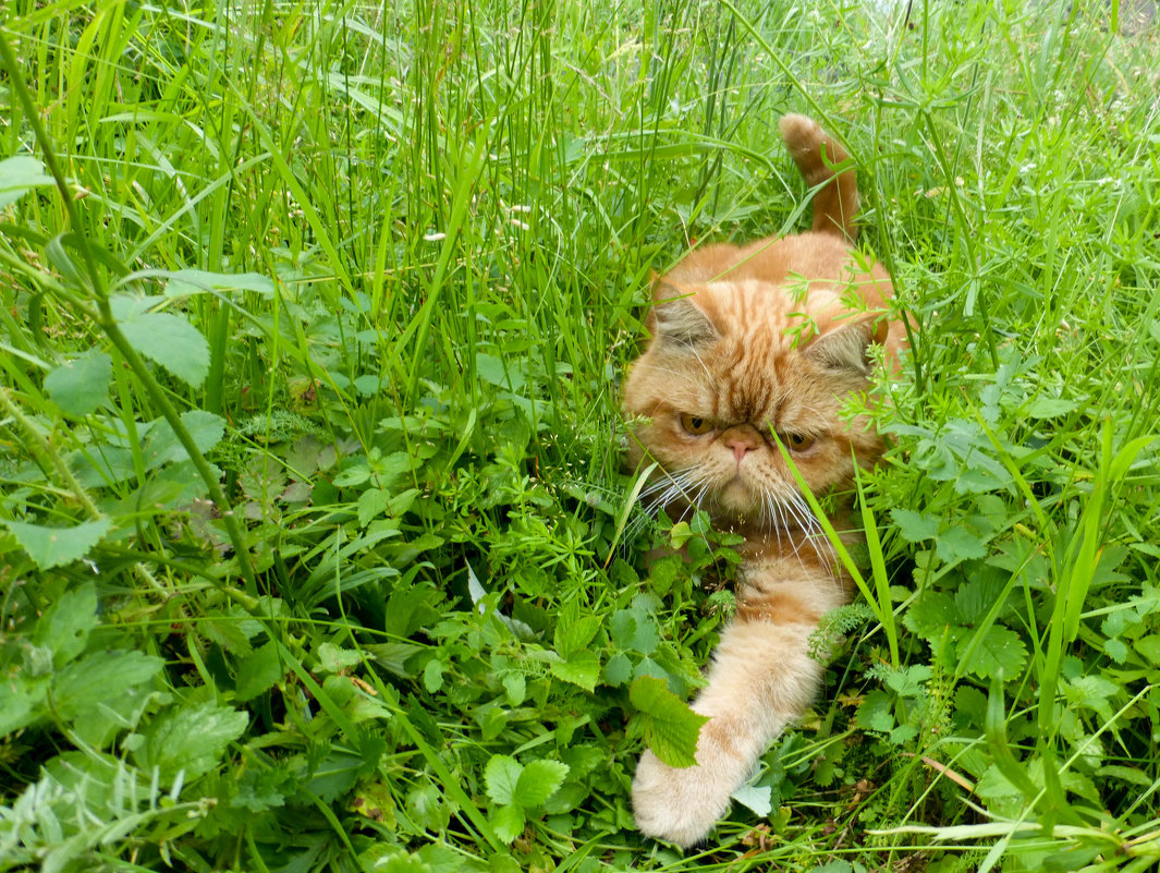 рыжуля) - Елена Кордумова