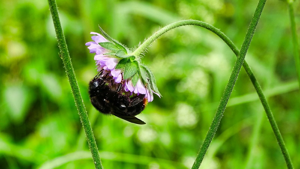 Шмель "оккупировал" клевер - Милешкин Владимир Алексеевич Шмель "оккупировал" клевер - Милешкин Владимир Алексеевич