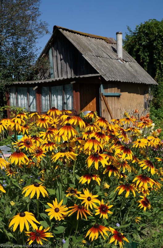 Старая банька. - Светлана Исаева Старая банька. - Светлана Исаева