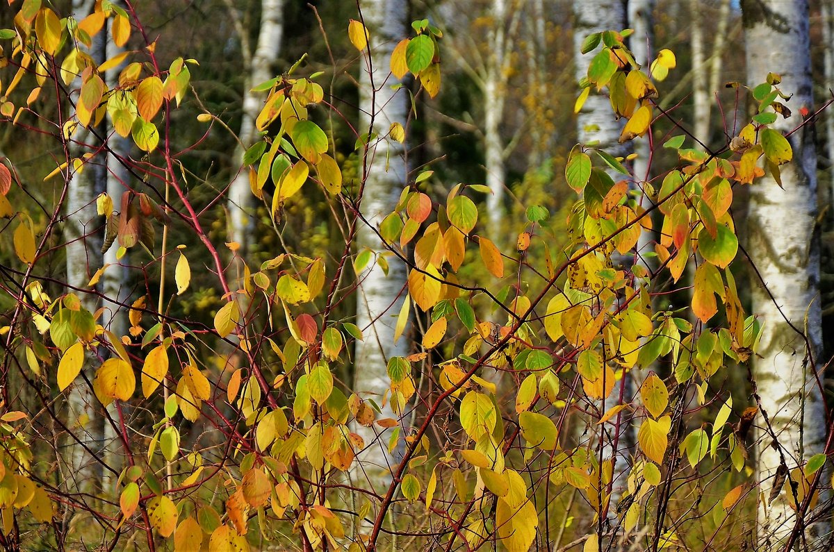 Милая осень... - Sergey Gordoff