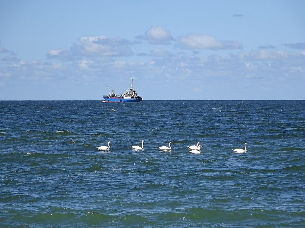 Лебеди на море - Маргарита Батырева